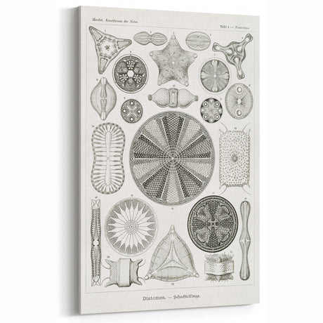 Modern Wall Art - Ernst Haeckel’s Diatomea Illustration Print