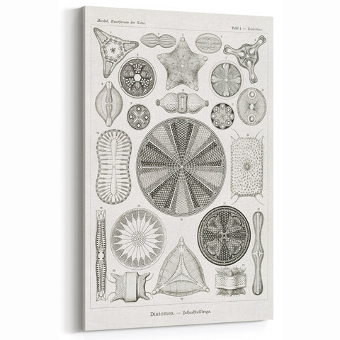 Modern Wall Art - Ernst Haeckel’s Diatomea Illustration Print
