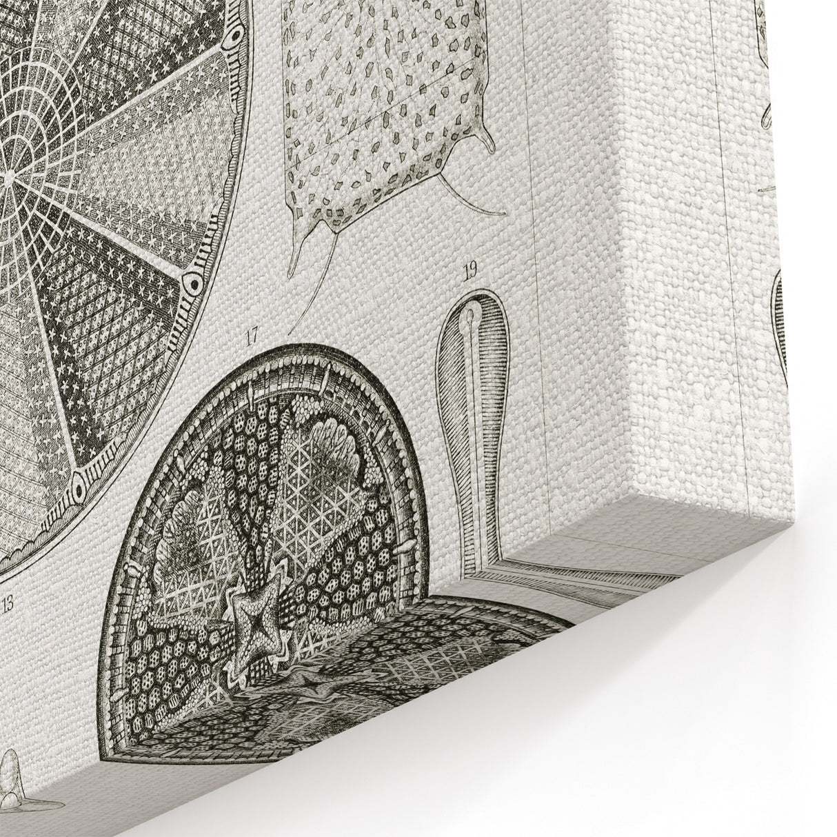 Modern Wall Art - Ernst Haeckel’s Diatomea Illustration Print