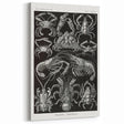 Modern Wall Art - Ernst Haeckel’s Decapoda Illustration Print