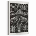 Modern Wall Art - Ernst Haeckel’s Decapoda Illustration Print