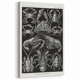 Modern Wall Art - Ernst Haeckel’s Decapoda Illustration Print
