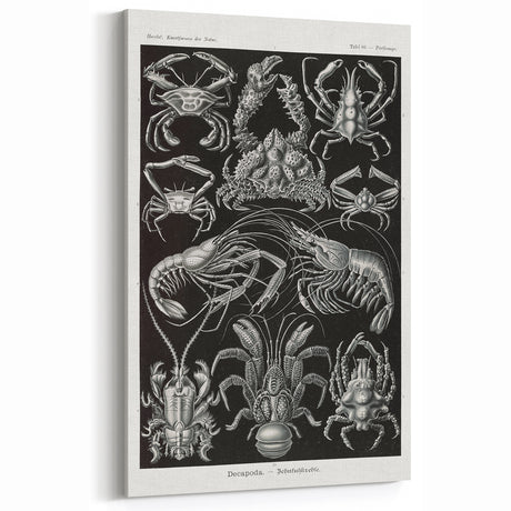 Modern Wall Art - Ernst Haeckel’s Decapoda Illustration Print