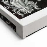 Modern Wall Art - Ernst Haeckel’s Decapoda Illustration Print