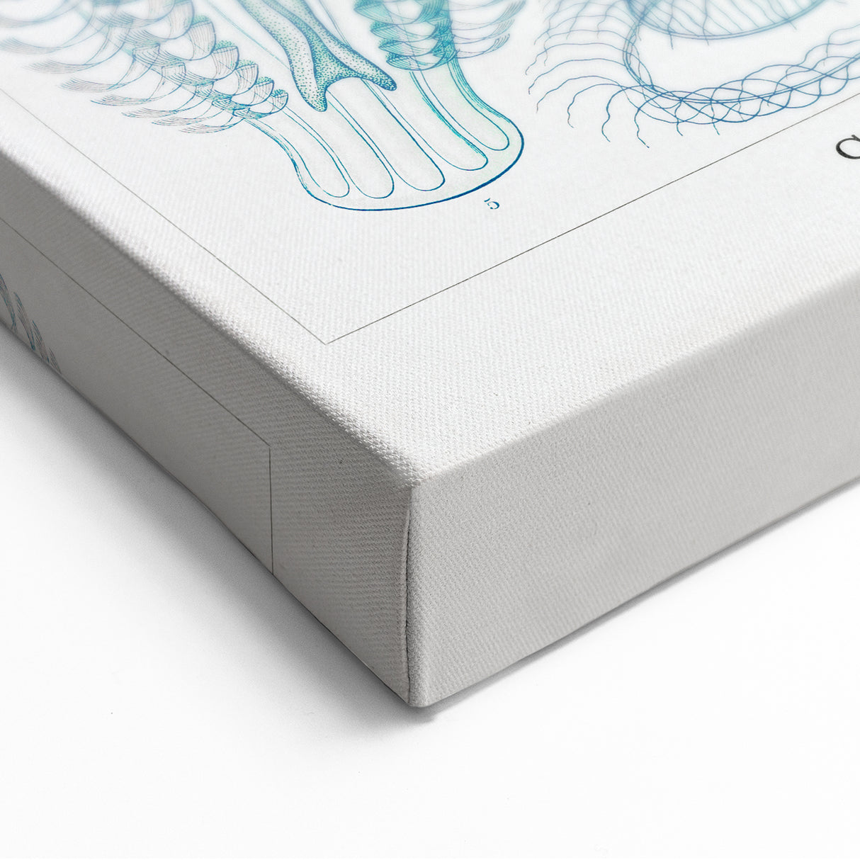 Modern Marine-Inspired Wall Art – Abstract Ctenophore Design