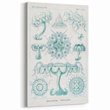 Modern Marine-Inspired Wall Art – Discomedusae by Ernst Haeckel