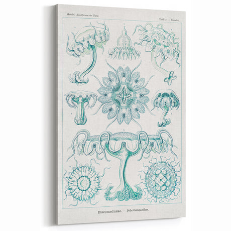 Modern Marine-Inspired Wall Art – Discomedusae by Ernst Haeckel