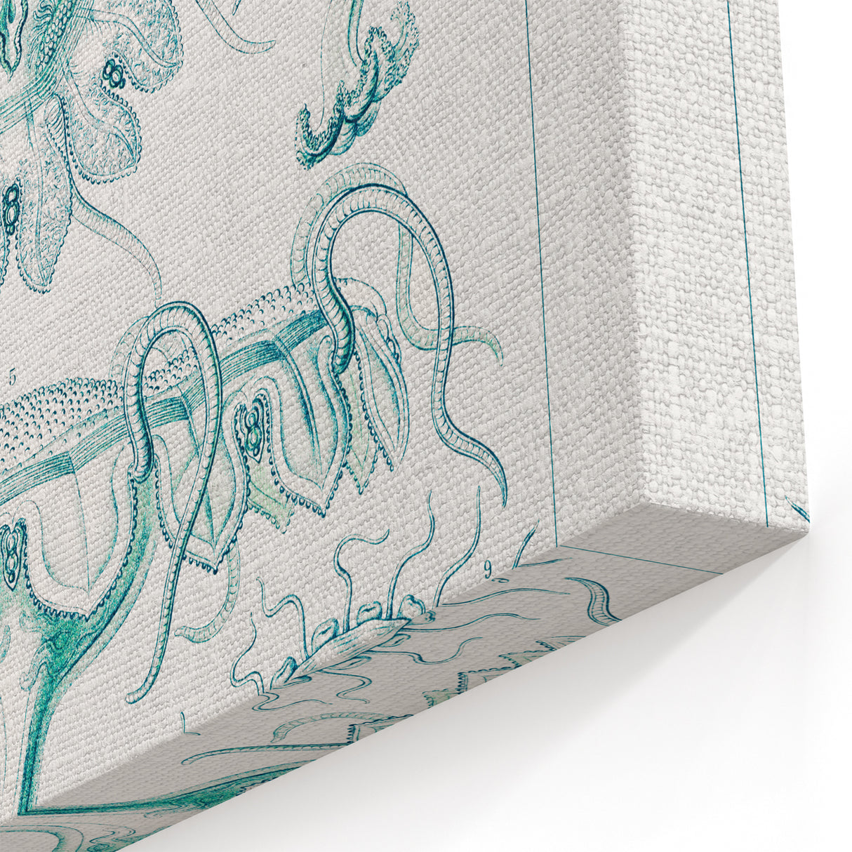 Modern Marine-Inspired Wall Art – Discomedusae by Ernst Haeckel
