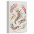Modern Marine Wall Art – Ernst Haeckel’s "Nudibranchia" Illustration