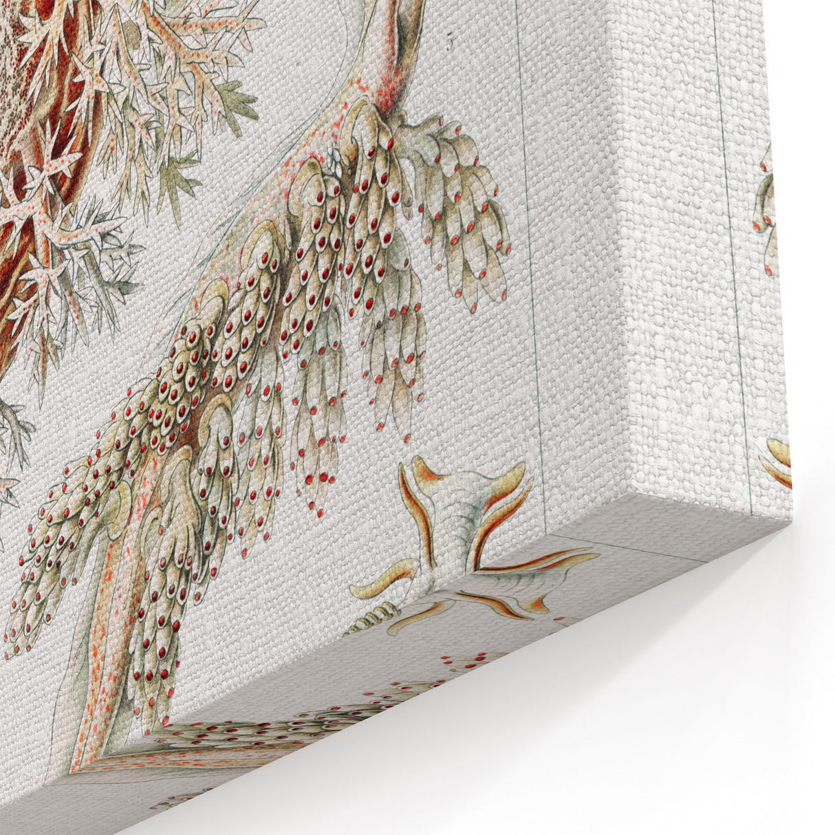 Modern Marine Wall Art – Ernst Haeckel’s "Nudibranchia" Illustration