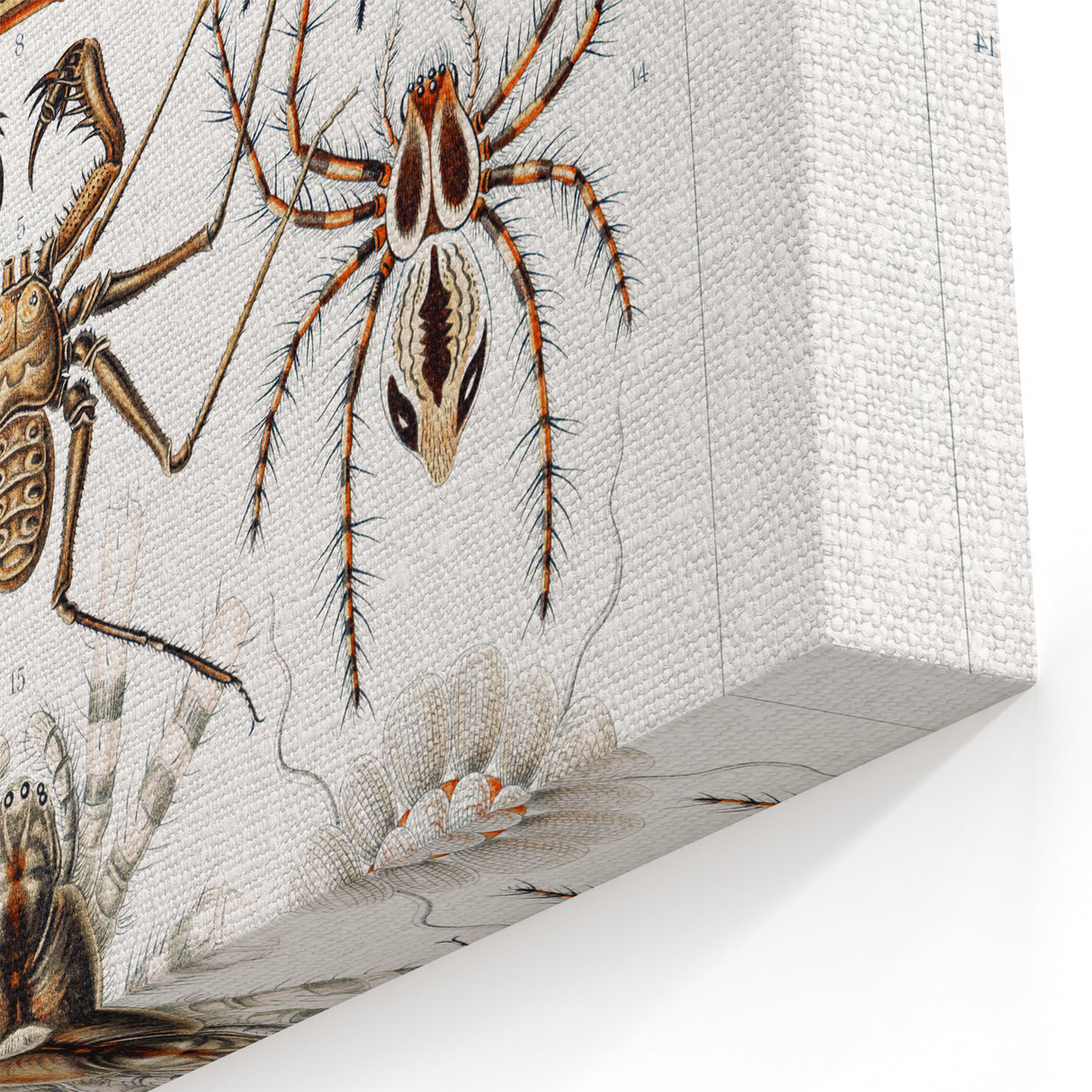 Modern Wall Art: Intricate Arachnid Illustration by Ernst Haeckel