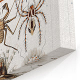 Modern Wall Art: Intricate Arachnid Illustration by Ernst Haeckel