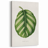 Romanticism Art - Green Maranta Fasciata Leaf Illustration