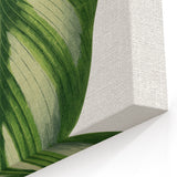 Romanticism Art - Green Maranta Fasciata Leaf Illustration