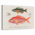 Romanticism Art - Illustrated Fishes by Charles Dessalines d'Orbigny