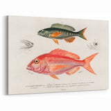 Romanticism Art - Illustrated Fishes by Charles Dessalines d'Orbigny