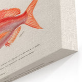 Romanticism Art - Illustrated Fishes by Charles Dessalines d'Orbigny