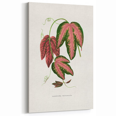 Romanticism Art - Passiflora Trifasciata Leaf Illustration