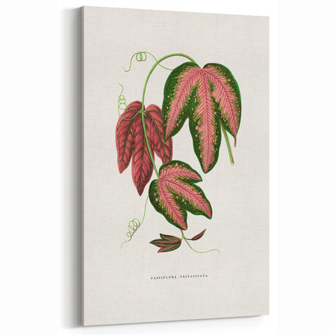 Romanticism Art - Passiflora Trifasciata Leaf Illustration