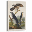 Romanticism Art: Goshawks and Stanley Hawks - Historical Romantic Canvas