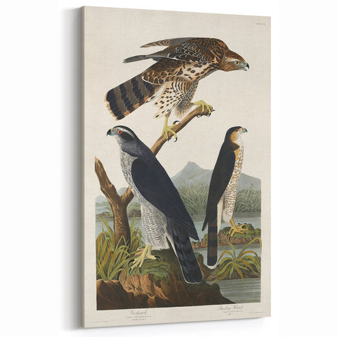 Romanticism Art: Goshawks and Stanley Hawks - Historical Romantic Canvas
