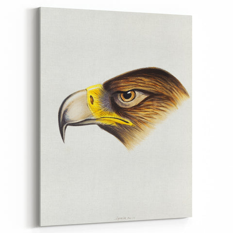 Romanticism Art: Wedge-Tailed Eagle - Famous Romantic Wildlife Print