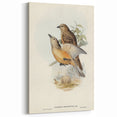 Romanticism Art: Fawn-Breasted Bowerbird - Historical Nature Print