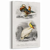 Romanticism Art: Ornithological Study - Classic Bird Illustration