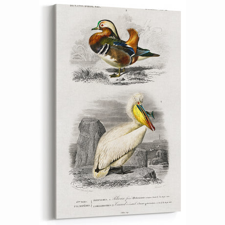 Romanticism Art: Ornithological Study - Classic Bird Illustration