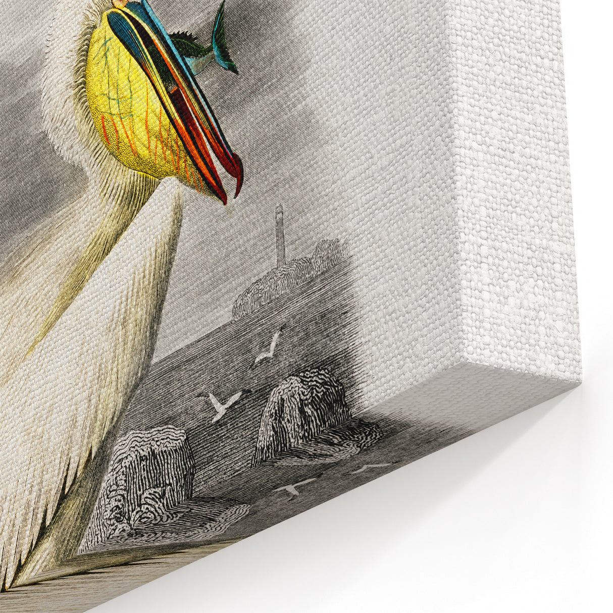 Romanticism Art: Ornithological Study - Classic Bird Illustration