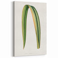 Romanticism Art: Phormium Tenax Leaf - Historical Botanical Print
