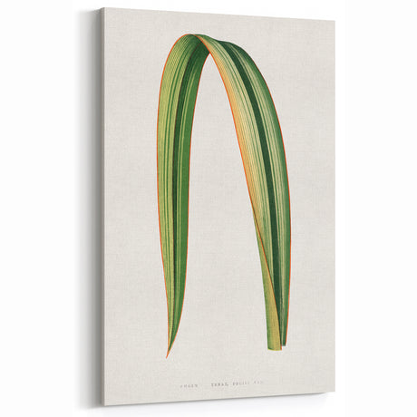 Romanticism Art: Phormium Tenax Leaf - Historical Botanical Print