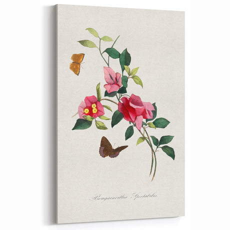 Romanticism Art: Bougainvillea and Butterflies - Historic Floral Print