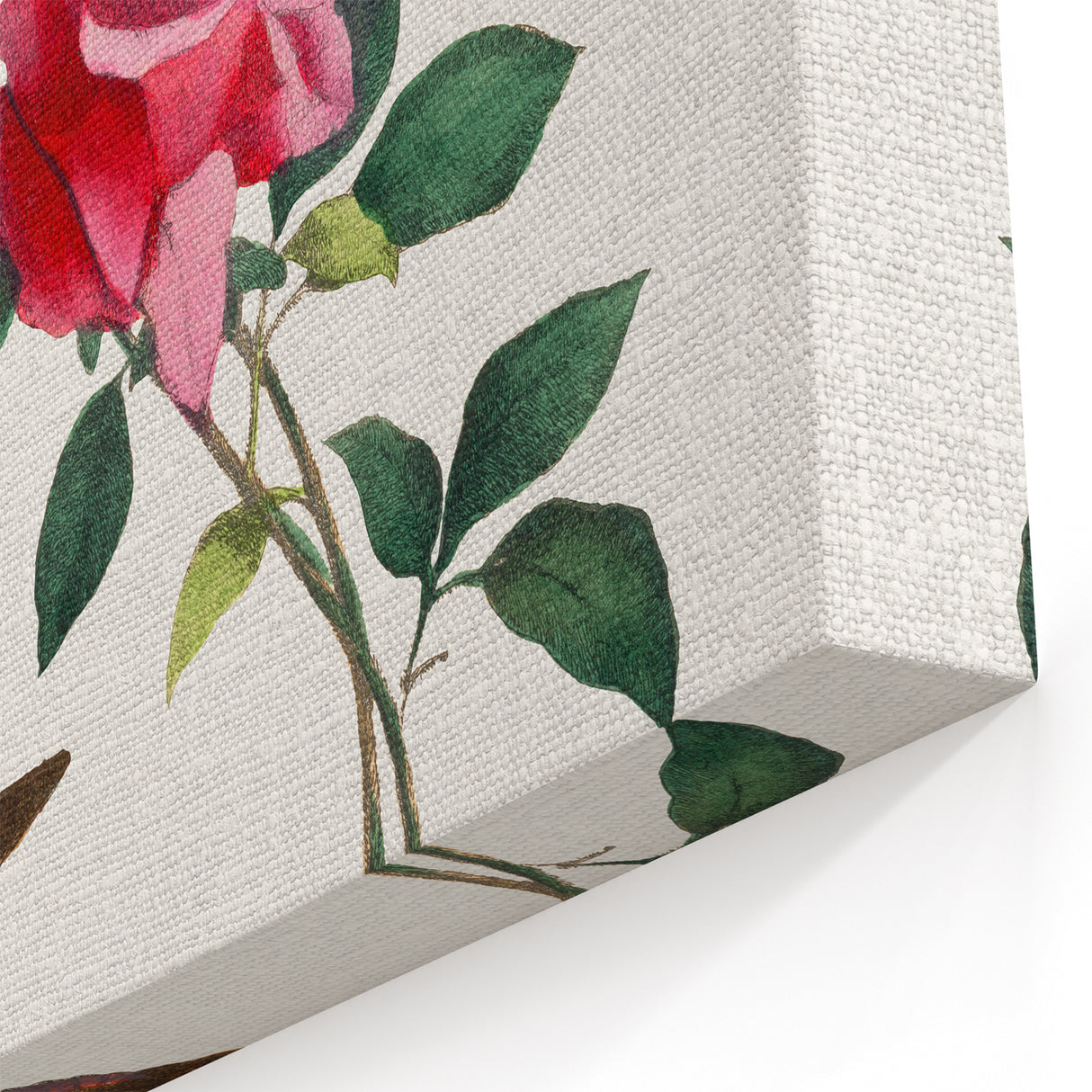 Romanticism Art: Bougainvillea and Butterflies - Historic Floral Print