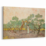 Van Gogh Canvas Prints - Olive Picking Scene in Impressionist Style