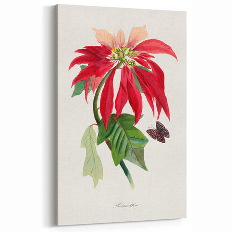 Romanticism Art - Poinsettia Flower Painting with Historical Elegance