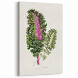 Romanticism Art - Wild Cabbage Leaf Illustration on Canvas