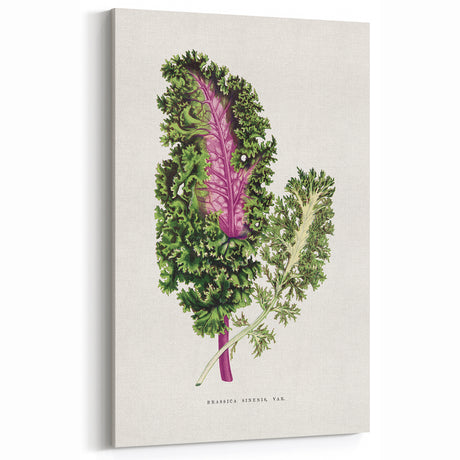 Romanticism Art - Wild Cabbage Leaf Illustration on Canvas