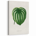 Romanticism Art - Peperomia Argyrea Leaf Illustration on Canvas