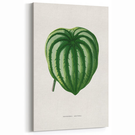 Romanticism Art - Peperomia Argyrea Leaf Illustration on Canvas