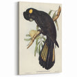 Romanticism Art - Funereal Cockatoo Illustration by Elizabeth Gould