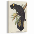 Romanticism Art - Funereal Cockatoo Illustration by Elizabeth Gould