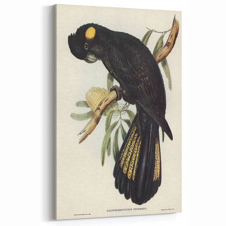 Romanticism Art - Funereal Cockatoo Illustration by Elizabeth Gould