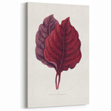 Romanticism Art - Amarantus Melancholicus Leaf Illustration on Canvas