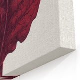 Romanticism Art - Amarantus Melancholicus Leaf Illustration on Canvas