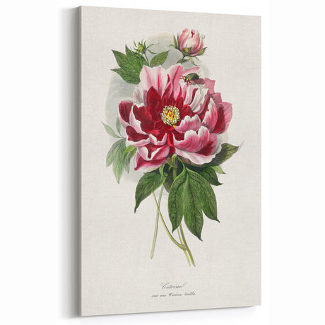 Romanticism Art - Peony Flower Painting on Canvas