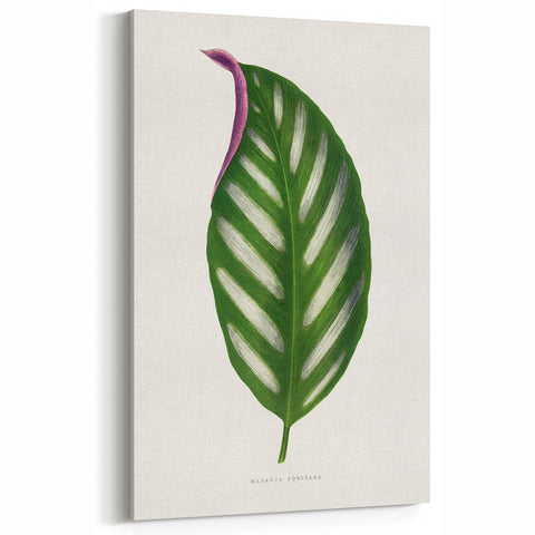 Romanticism Art - Maranta Porteana Leaf Illustration on Canvas