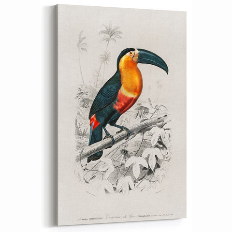 Romanticism Art: Illustrated Toucan by Charles Dessalines D'Orbigny