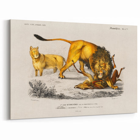 Romanticism Art: Lion Illustration by Charles Dessalines D'Orbigny
