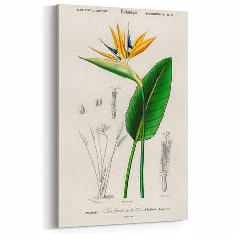 Romanticism Art: Bird of Paradise by Charles Dessalines D'Orbigny